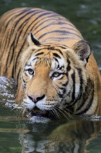 Malaysia tiger (Panthera tigris jacksoni), adult, in water, alert, Malaysia, Southeast Asia