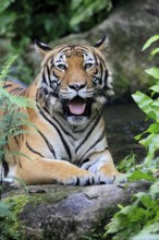 Malaysia tiger (Panthera tigris jacksoni), adult, portrait, rock, vigilant, Malaysia, Southeast