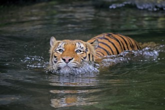 Malaysia tiger (Panthera tigris jacksoni), adult, in water, swimming, Malaysia, Southeast Asia