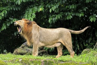 Lion (Panthera leo), adult, male, yawning