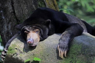 Malayan bear (Helarctos malayanus), adult, alert