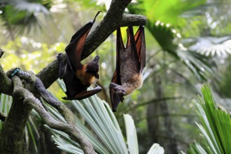 Kalong flying fox (Pteropus vampyrus), adult, two animals, in sleeping tree, during the day,