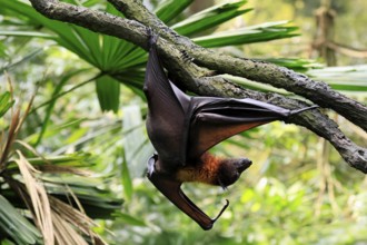 Kalong flying fox (Pteropus vampyrus), adult, climbing, in sleeping tree, during the day,