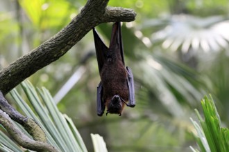 Kalong flying fox (Pteropus vampyrus), adult, resting, in sleeping tree, during the day, Singapore,
