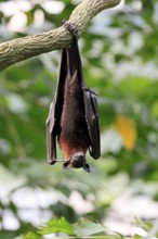 Kalong flying fox (Pteropus vampyrus), adult, resting, in sleeping tree, during the day, Singapore,