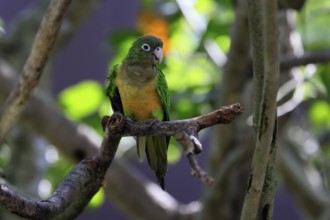 Cactus parakeet (Eupsittula cactorum), adult, on tree, alert, Brazil, South America