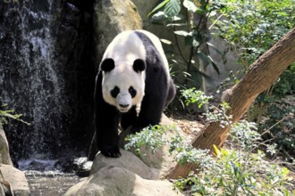 Giant Panda (Ailuropoda melanoleuca), adult, on the ground, alert, China