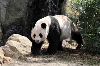 Giant Panda (Ailuropoda melanoleuca), adult, running, alert, China