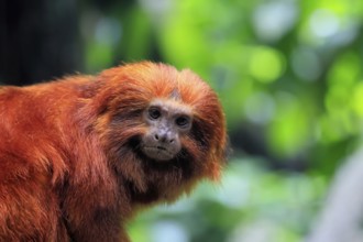 Golden lion tamarin (Leontopithecus rosalia), adult, on tree, alert, Brazil, South America