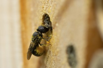 Orange vented mason bee (Osmia leaiana) adult insect at a bee hotel box in summer, England, United