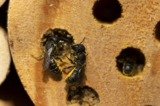 Orange vented mason bee (Osmia leaiana) two adult insects at a bee hotel box in summer, England,