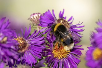 Garden bumblebee (Bombus hortorum) adult bee insect feeding on purple garden Aster plant flower in