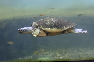 Burmese Roofed Turtle (Batagur trivittata), adult, in water, swimming, Myanmar, Asia, captive