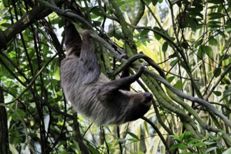 Linnaeus's two-toed sloth (Choloepus didactylus), Unau, adult, in tree, climbing, foraging,