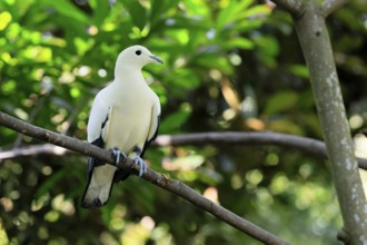 Magpie Fruit Dove (Ducula luctuosa), adult, alert, on tree, Southeast Asia, Singapore