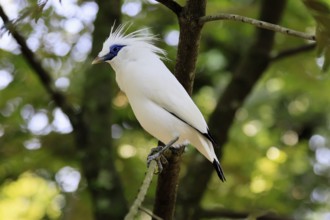 Bali mynah (Leucopsar rothschildi), Bali mynah, adult, on tree, alert, Bali, Singapore
