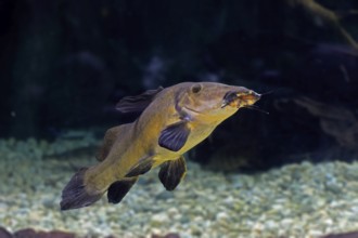 Eye-spotted catfish (Auchenoglanis occidentalis), adult, swimming, in water, Africa, captive,