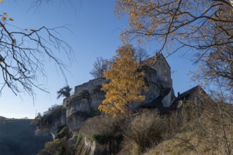 Autumnal birch (Betula) in front of Pottenstein Castle, created around 1070, Pottenstein, Upper