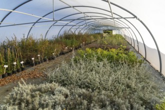 Plants growing inside polytunnel, Swann's nursery garden centre, Bromeswell, Woodbridge, Suffolk,