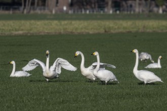 Whooper swans (Cygnus cygnus), Emsland, Lower Saxony, Germany