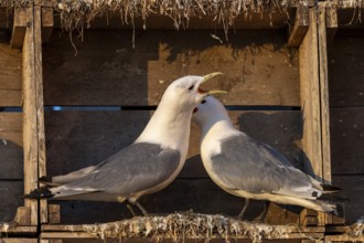 Kittiwakes (Rissa tridyctyla) nesting in an artificial nesting cliff made of old fish boxes in