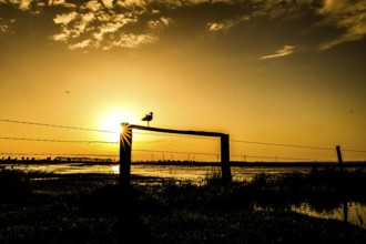 A black-tailed godwit (Limosa limosa) sits on a fence in the golden light of sunset, Dümmer nature