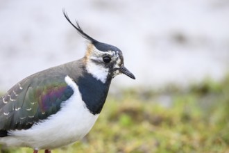Portrait close-up of a lapwing (Vanellus vanellus) with black and white plumage by the water,