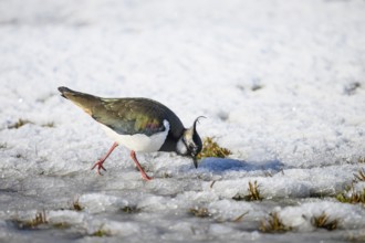 Lapwing (Vanellus vanellus) on snow-covered ground in wintry surroundings, Dümmer nature park Park,