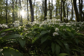 A sparkling sun shines over the wild garlic blossom (Allium ursinum) on the forest floor in a beech