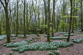 Wild garlic blossom (Allium ursinum) on the forest floor in a beech forest (Fagus sylvatica) in the