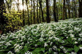 Wild garlic blossom (Allium ursinum) on the forest floor in a beech forest (Fagus sylvatica) in the