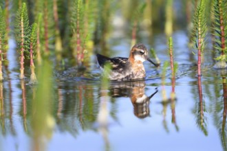 An Odin's chicken (Phalaropus lobatus) swimming among green plants in the water, in a quiet natural