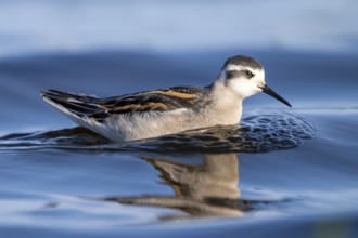 A freshly moulted Odin's chicken (Phalaropus lobatus) swims in the water and chases hatching