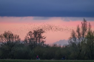 A flock of starlings (Sturnus vulgaris) flies over the silhouetted trees at sunset against a