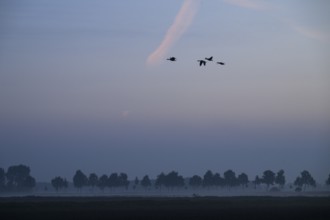 Hazy landscape with trees and birds at orange sunset, Dümmer nature park Park, Bohmte, Lower