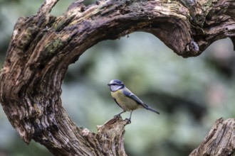 Blue tit (Parus caerulea), Emsland, Lower Saxony, Germany