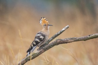 Hoopoe (Upupa epopa) Hungary