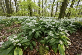 Wild garlic blossom (Allium ursinum) on the forest floor in a beech forest (Fagus sylvatica) in the
