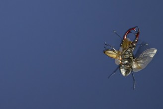 Close-up of a flying stag beetle (Lucanus cervus) with recognisable wings in front of a blue sky,