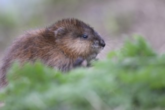 A muskrat (Ondatra zibethicus) in portrait looks attentively at its surroundings, surrounded by