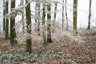 Snow-covered beech forest (Fagus sylvatica) on the Hermannsweg, Terra Vita nature park Park, Dissen