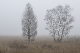 Birches (Betula pendula) in the fog in the moor, Emsland, Lower Saxony, Germany