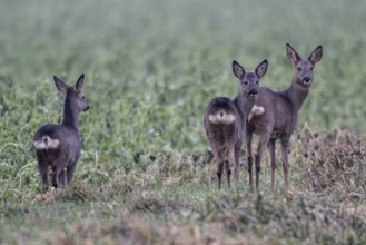 Roe deer (Capreolus capreolus), Emsland, Lower Saxony, Germany