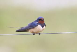 Barn Swallow (Hirundo rustica) sitting on a pasture fence, wildlife, animals, birds, swallows,