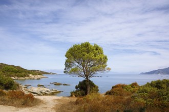 Desert des Agriates or Agriates desert on the Gulf of Saint-Florent in the Mediterranean,