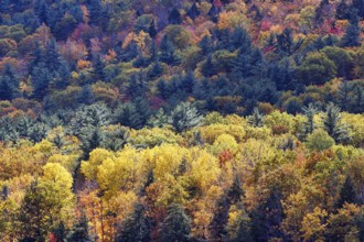 Autumn leaves, Indian summer, forest, Maine, New England, USA