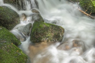 Water in a stream flows across moss-covered rocks. The scene is set in the forest in spring, with