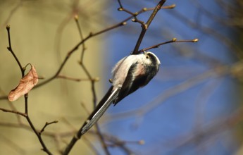 Long-tailed Tit, (Aegithalos caudatus) in winter in a lime tree, Schleswig-Holstein, Germany