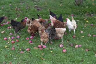 Chickens (Gallus gallus domesticus) in a meadow with fallen apples (Malus), Morschreuth, Upper