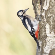 Great spotted woodpecker (Dendrocopus major), female, foraging on the trunk of a common birch